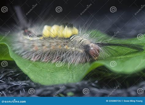 Hairy Tussock Moth Larvae Caterpillar On The Leaves Stock Photo Image