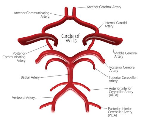 Blood Vessels Labeled Brain Capillary Blood Vessel Labelled Stock