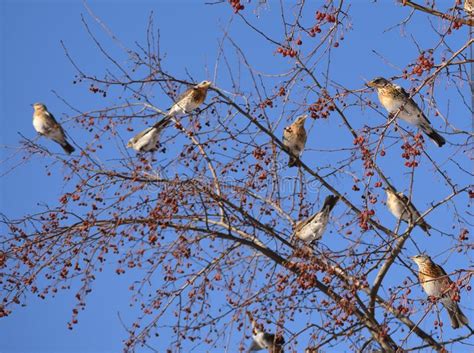Fieldfare Birds Sits On A Tree Stock Photo Image Of Winter Branch