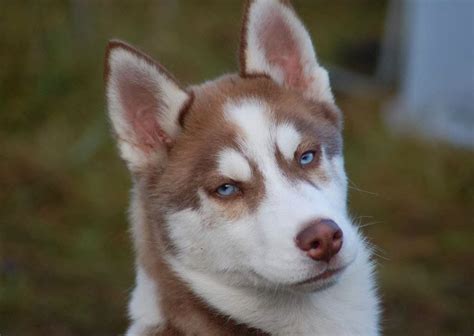 Maybe you would like to learn more about one of these? siberian husky | red siberian husky puppies|different breeds of dogs