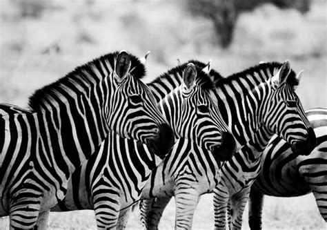 Starring Zebras In Black And White In The Kruger National Park South