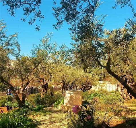 Garden Of Gethsemane Jerusalem All You Need To Know Before You Go