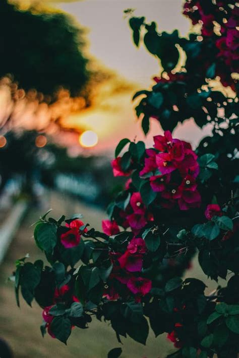 We have500+ stylish, cute, attitude, cool. Beautiful Flowers Images · 100,000+ Free Photos · Pexels