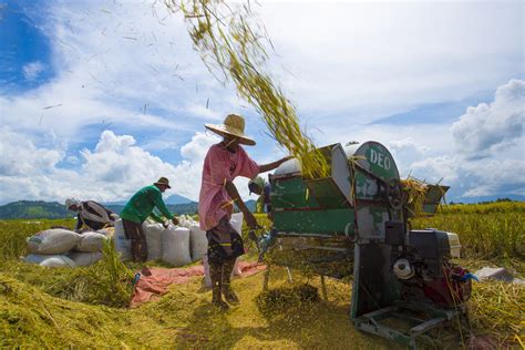 Da To Distribute P5k Cash Assistance To Rice Farmers Amid Covid 19