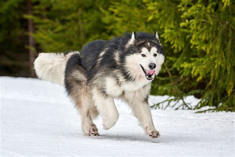 Best Cold Weather Dog Breeds Hot Dog On A Leash
