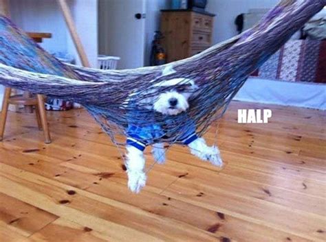 Sad Yet Funny Pictures Of Dogs Getting Stuck Snappy Pixels