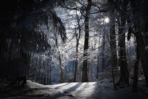 Wallpaper Sunlight Trees Forest Nature Snow Winter Photography