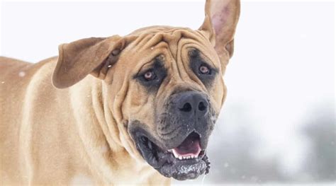 Boerboel Dog Breed Information Facts Traits Pictures And More
