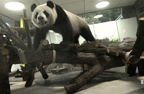 Neue Attraktion Im Zoo Berlin Ein Staatsakt Für Die Pandas Panorama