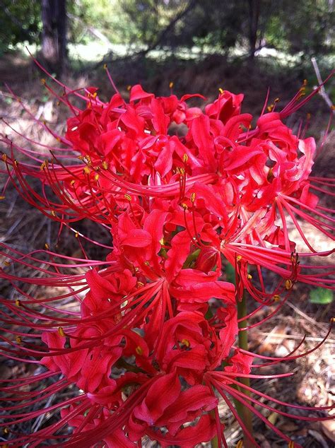 Buy Heirloom Red Spider Lily Lycoris Radiata Bulbs Fall Blooming
