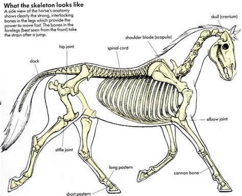 Horse Leg Bone Diagram Horse Leg Bones Anatomy Collection Horse Leg