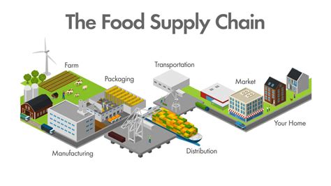 Jungle Food Chain Diagram