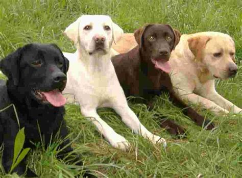 English labrador retriever pups white labrador puppies english white labs labrador retriever puppies white lab puppies. Labrador family says hello. Black, White, Chocolate, and ...