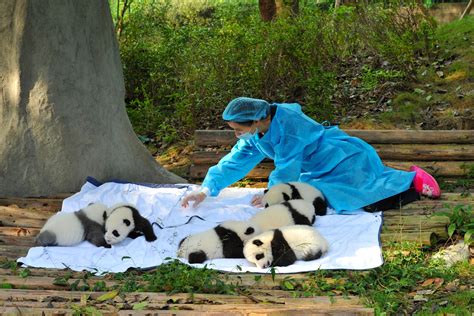 How To Visit Pandas In Chengdu China