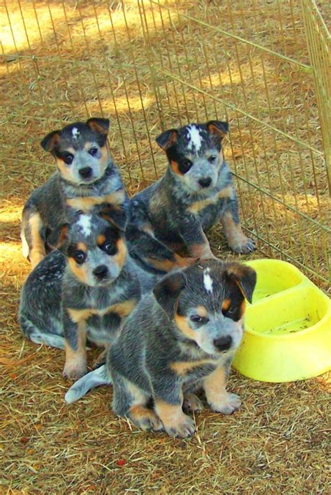 Blue Heeler Puppies Puppy Dog Gallery