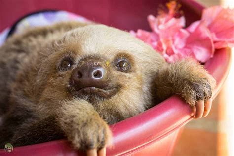 Slothy Sunday Things Are Looking Up