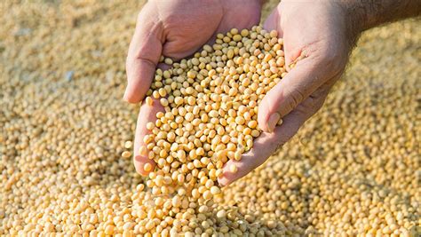 Mehr sojaanbau in deutschland und europa könnte ein sinnvoller teil der. Empresa anuncia pneu feito com óleo de soja - Revista Globo Rural | Soja