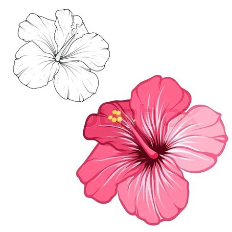 Hibiscus Line Drawing Free Download On Clipartmag