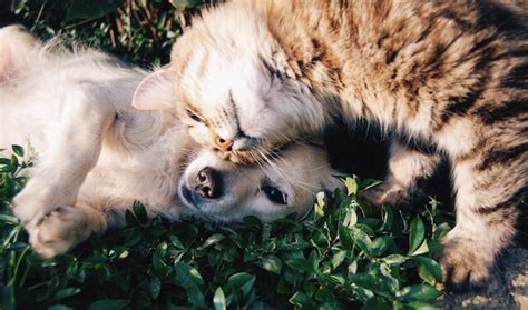 7 Tips For Finding Your Cuddle Buddy ⋆ College Magazine