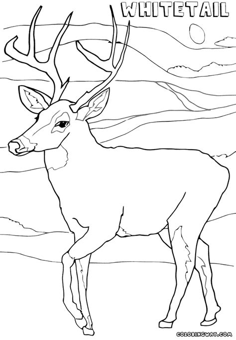 Whitetailed Deer coloring pages | Coloring pages to download and print