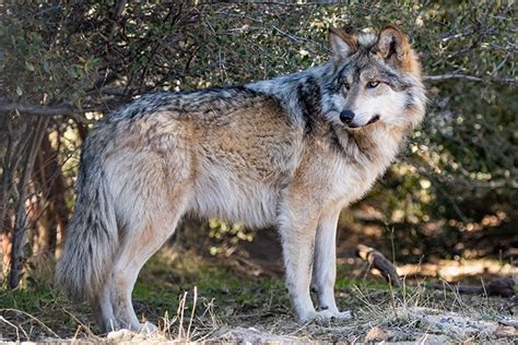 Four Endangered Mexican Gray Wolves Find New Home At Sf Zoo Piedmont