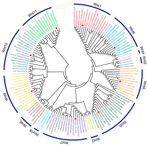 Ijms Free Full Text Genome Wide Identification And Expression