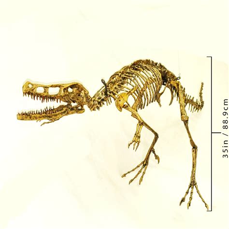 Velociraptor Bones In Ground