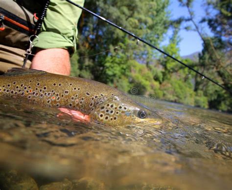 Closeup Of Big Brown Trout Being Caught Stock Photo Image Of Sport