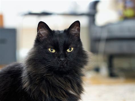 Black Long Haired Cat Breeds Luscious Locks 13 Long Haired Cat Breeds