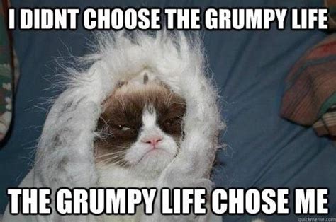 Grumpy Cat Grumpy Life