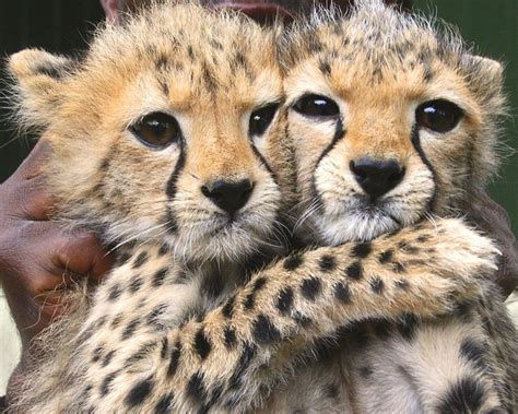 Cute Cheetah Wallpapers Top Free Cute Cheetah Backgrounds