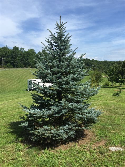 Pest Alert Colorado Blue Spruce Issues Nc Cooperative Extension