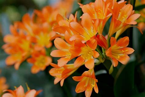 How To Grow And Care For Clivias Better Homes And Gardens