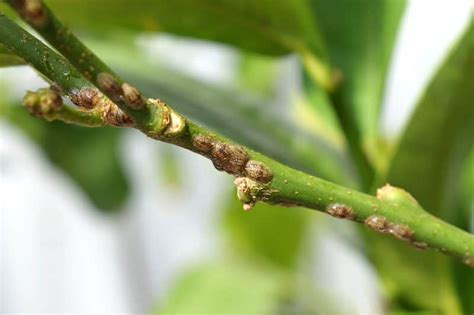 11 Citrus Tree Pests And Diseases That Can Destroy Your Grove