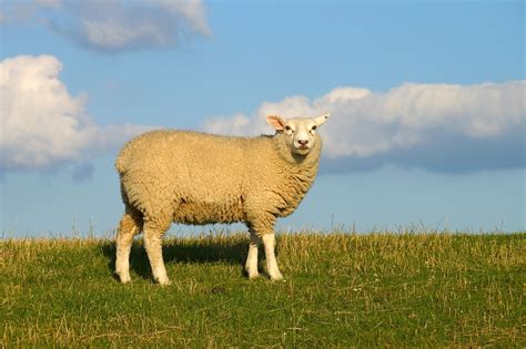 6000 Free Sheep And Lamb Photos Pixabay