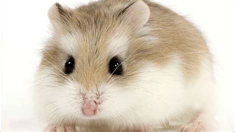 Top 5 Most Popular Hamsters Breeds In The World 2020 Youtube