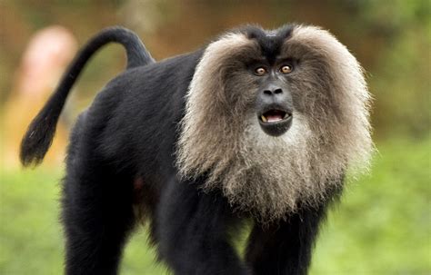 The Lion Tailed Macaque Lives In Forested Areas In The Western Ghats A