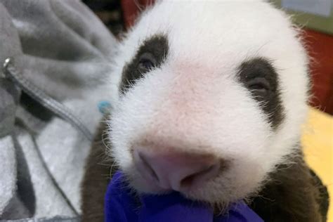 Its A Boy National Zoo Reveals Sex Of Panda Cub Wtop News