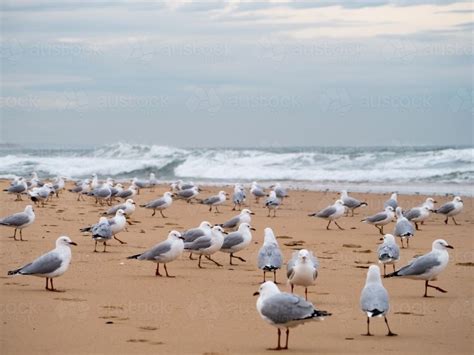 Image Of Lots Of Seagulls Standing On A Beach With Waves Behind