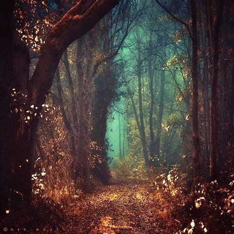 Mystic Fairy Tale Forest In The Netherlands Mystical Forest Fairy