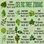 What’s Your Celtic Tree Sign  Zodiac Astrology