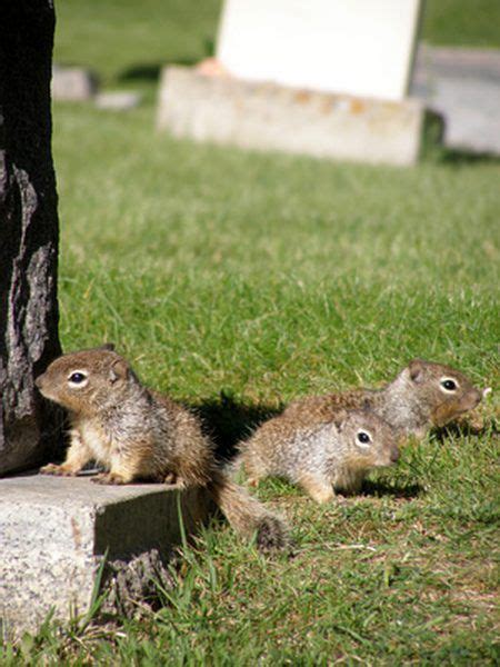 By mychelle blake behavior consultant. Squirrels can be a pest in your yard. They feed on ...