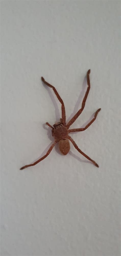 This is Franklin Five Legs, our loyal huntsman that protects us while