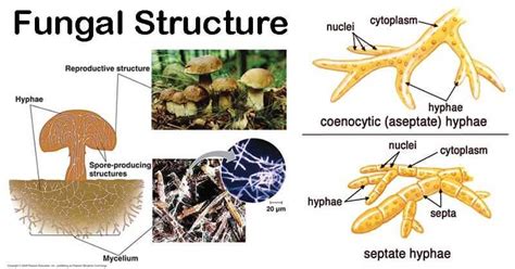 Mycology Classification Of Fungi Structure Advantages And Disadvantages