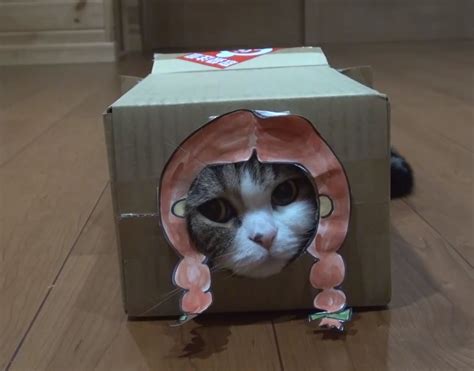 Watch Maru The Cat Try His Best To Fit Into Various Boxes Love Box