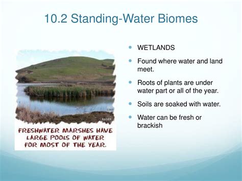 Ppt Chapter 10 Freshwater Biomes Powerpoint Presentation Free