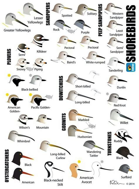 Shorebirds Birds Of A Feather Shorebirds Bird Species Bird