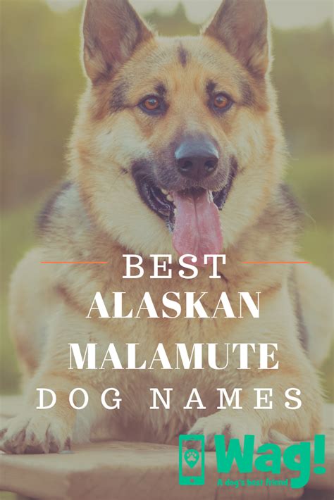 Creative Names For Alaskan Malamutes Alaskanmalamute Dogs