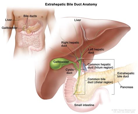 Extrahepatic Bile Duct Anatomy Winslow Canadian Liver Foundation