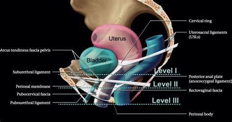 Sagittal Diagram Of The Female Pelvis The Paracolpium Supports The